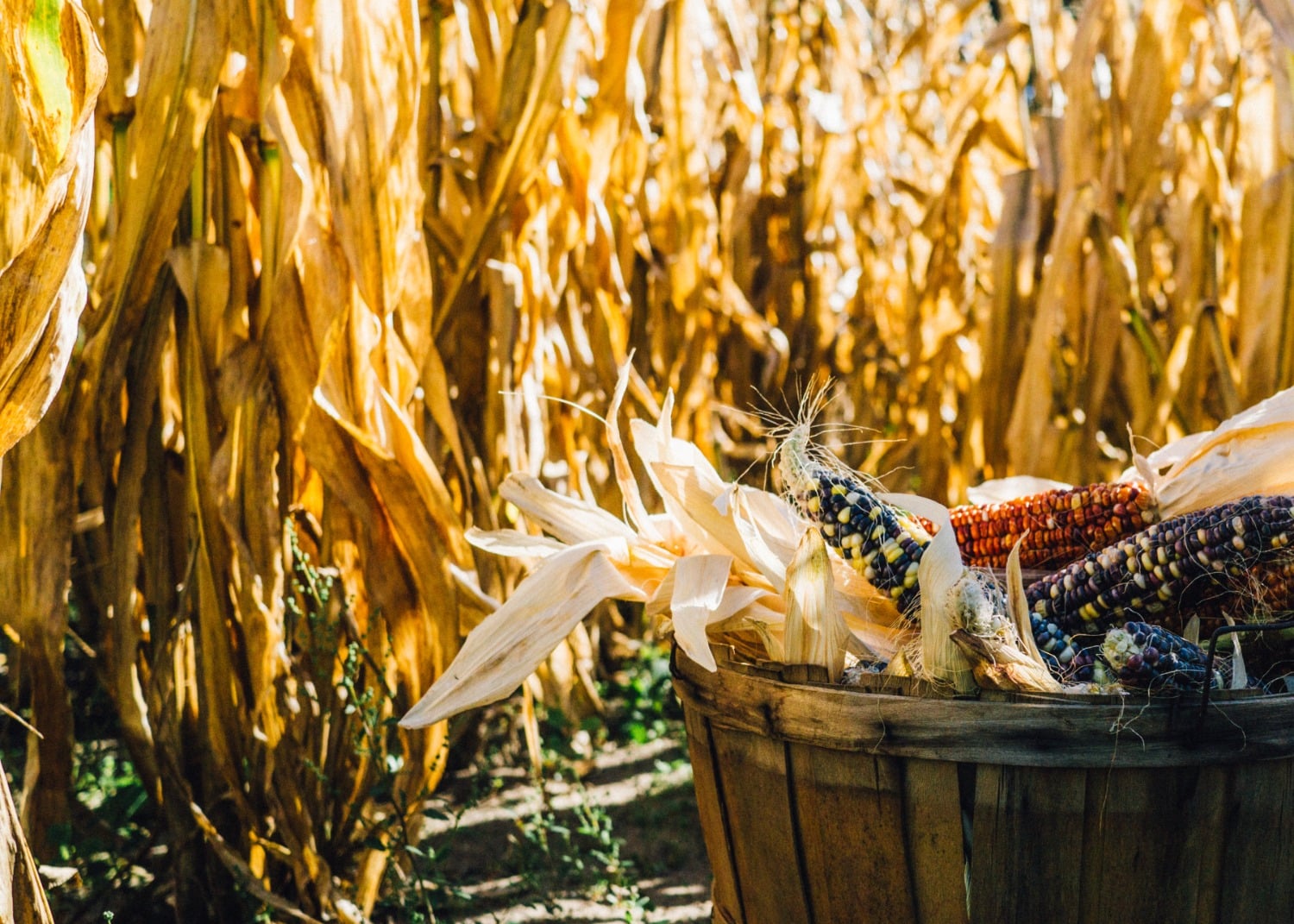 corn in wood barrel in foreground, dry corn stalks in background