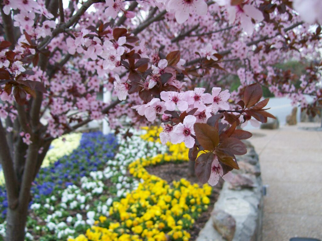 Purple-Leaf-Plum-with-Pansies-1024x768
