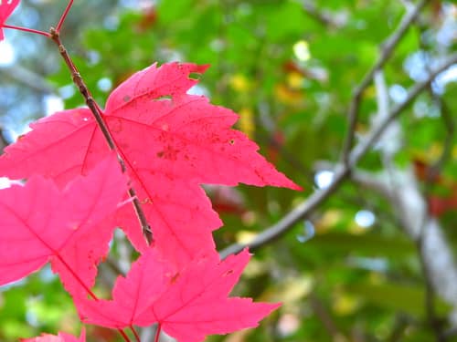 Chattanooga Fall Foliage