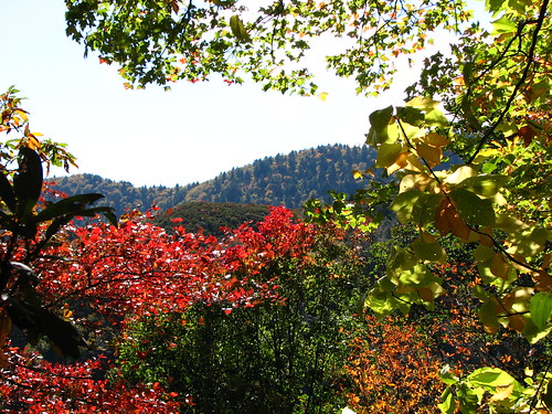 Fall foliage Chattanooga