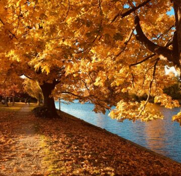orange toned fall scene along river