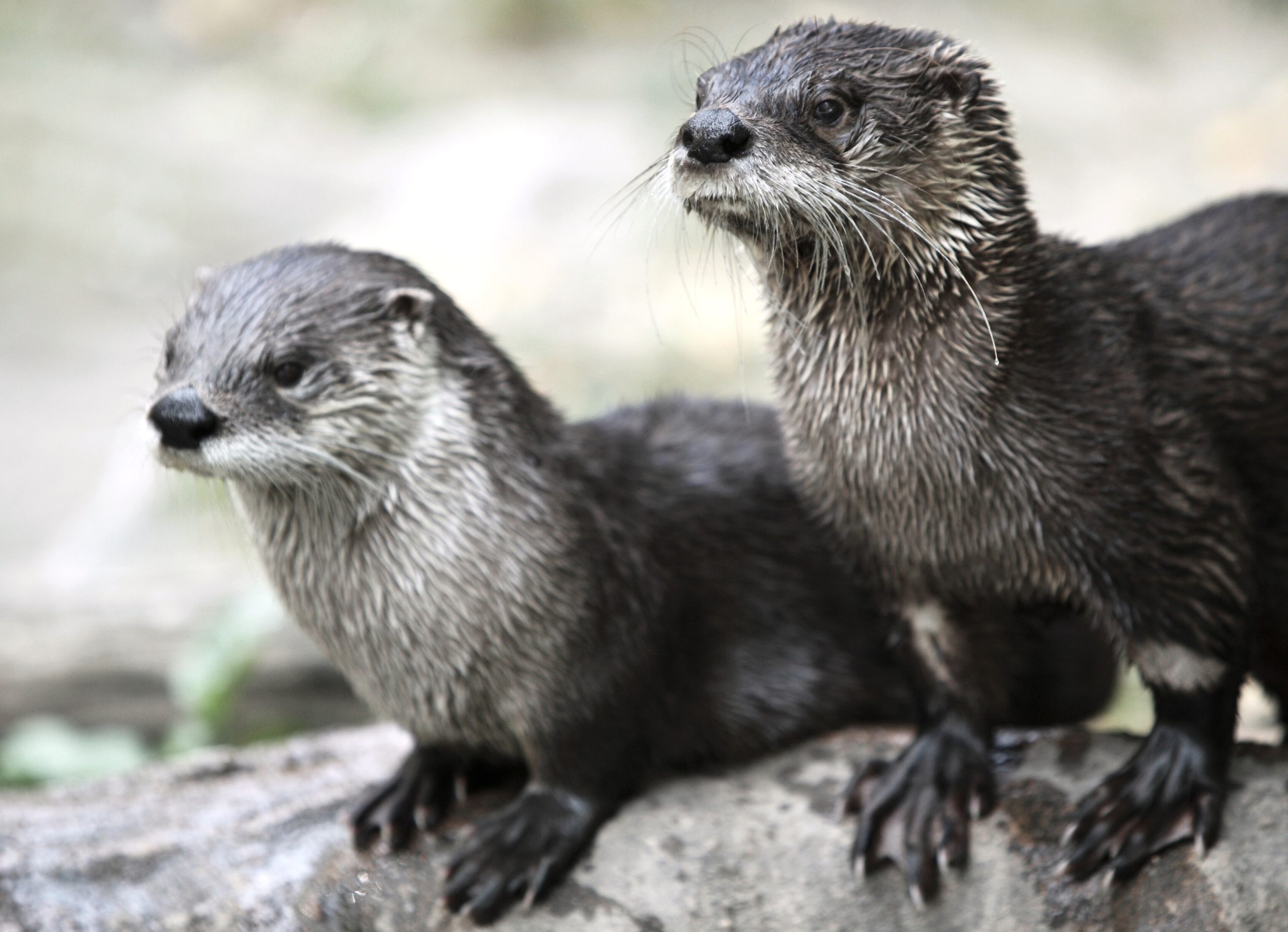 Spend a Day at the Tennessee Aquarium in Chattanooga